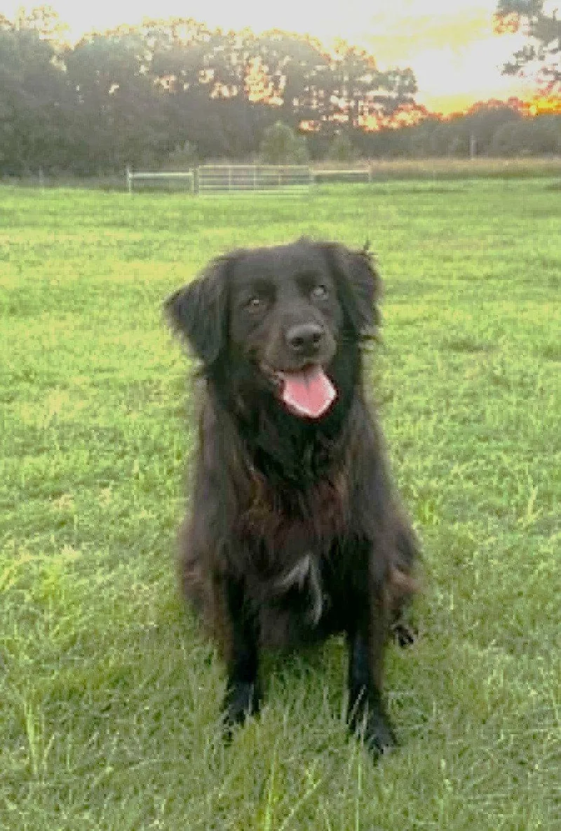 An adult medium-sized female Border Collie dog named Missy for adoption in Winter Park, CO
