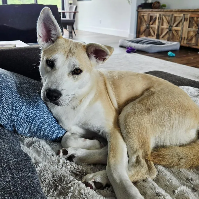 A young medium-sized female White / Cream Husky dog named Sienna s for adoption in Sequatchie, TN