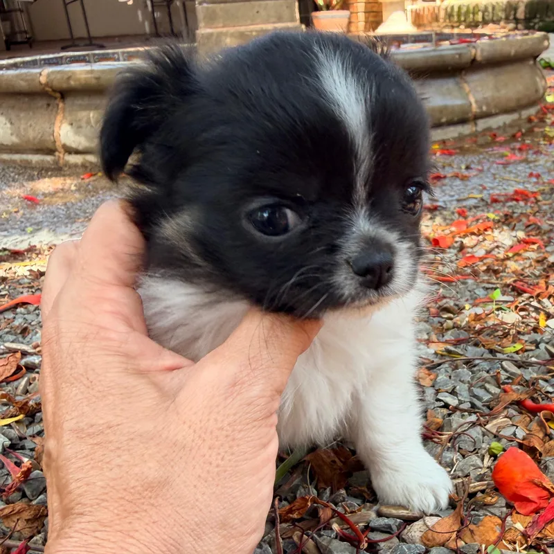 A baby small-sized female Black Pekingese dog named Paquita for adoption in Manvel, TX