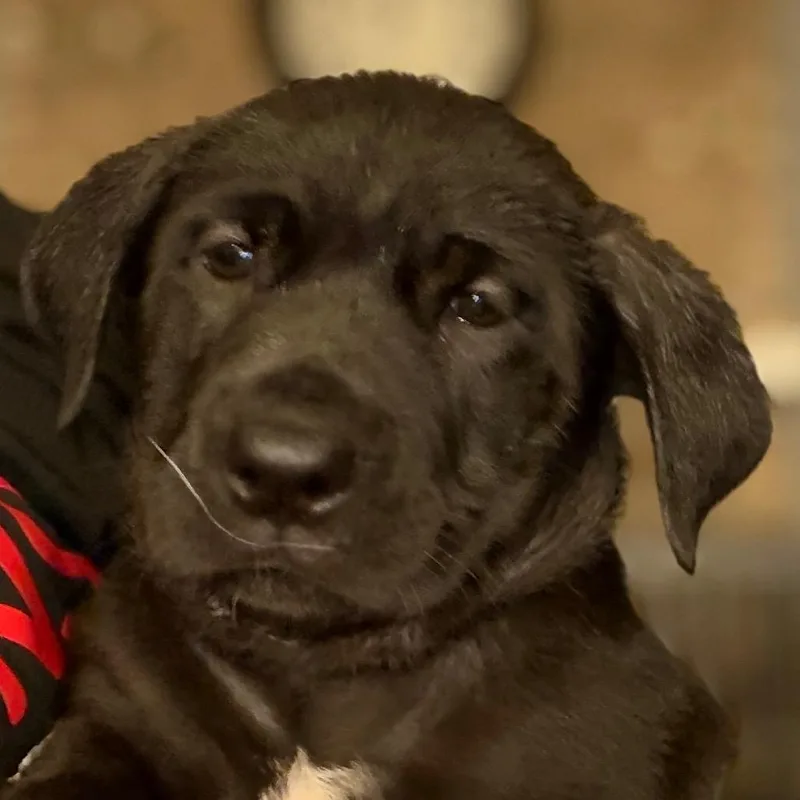 A baby large-sized female Cane Corso dog named Kelly  Lt green for adoption in Greenfield, IN