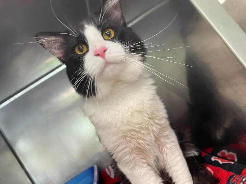 An adult medium-sized male Domestic Medium Hair cat named Eightball for adoption in Fall River, MA