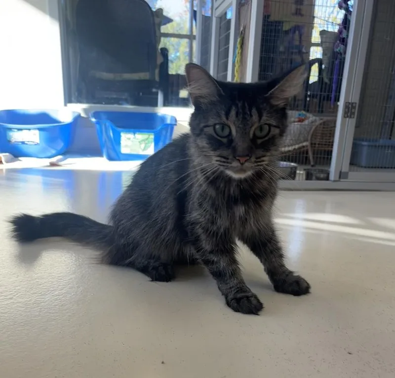 An adult small-sized female Tabby (Brown / Chocolate) Domestic Long Hair cat named Cheesecake for adoption in Kalamazoo, MI