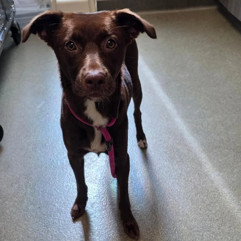 An adult medium-sized female Brown / Chocolate Labrador Retriever dog named Emma for adoption in Council Bluffs, IA
