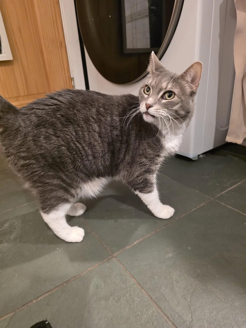 An adult medium-sized female Domestic Short Hair cat named Ambrosia for adoption in Trenton, NJ