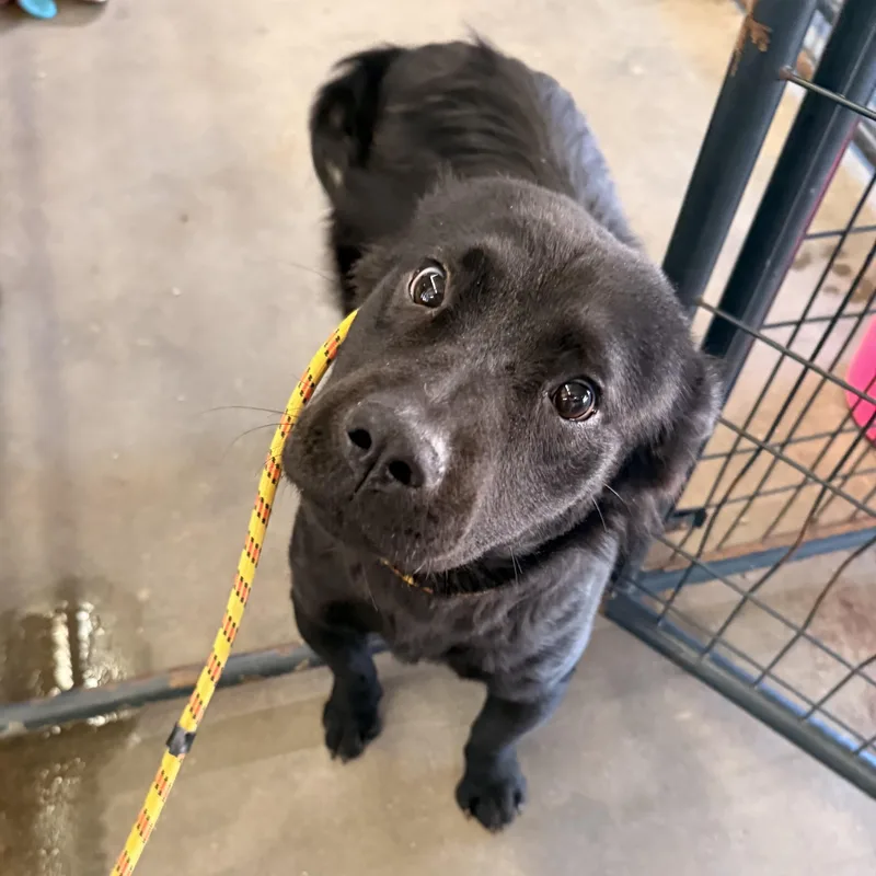 A young medium-sized female Labrador Retriever dog named Raven for adoption in Columbia, SC