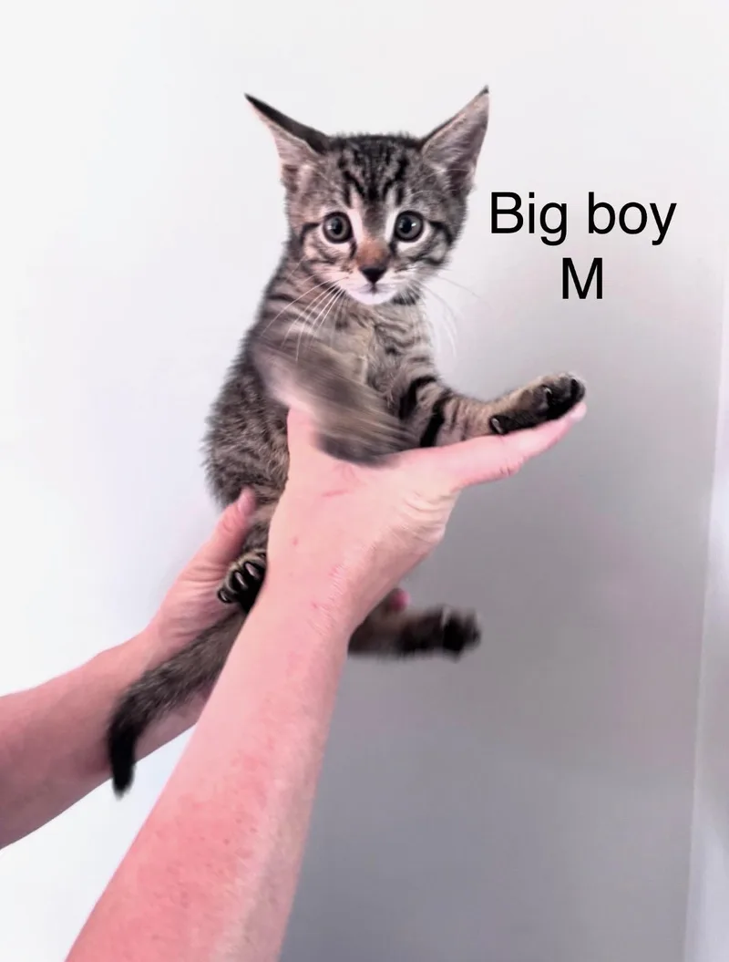 A baby small-sized male Domestic Short Hair cat named Big Boy for adoption in Galloway, NJ