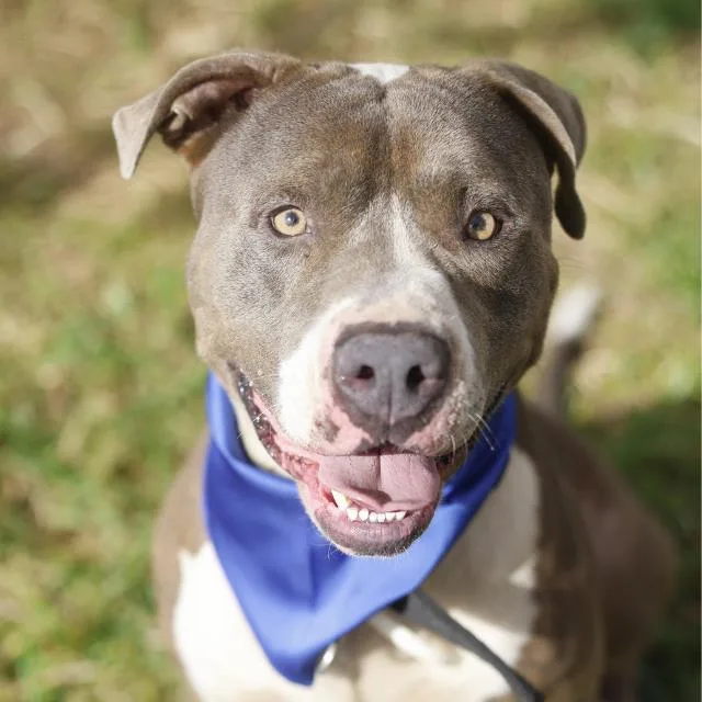 An adult large-sized male American Staffordshire Terrier dog named Millard for adoption in San Antonio, TX