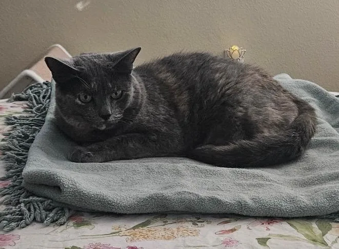 An adult medium-sized female Domestic Short Hair cat named Lily for adoption in San Antonio, TX