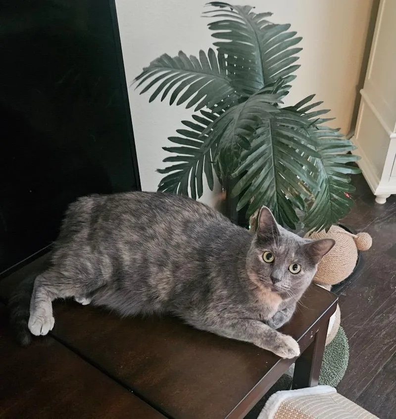 Lily thumbnail 2