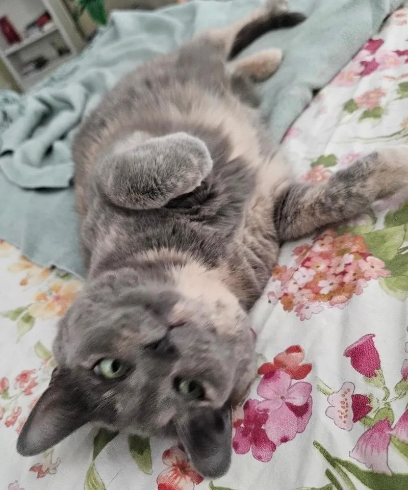 Lily thumbnail 4