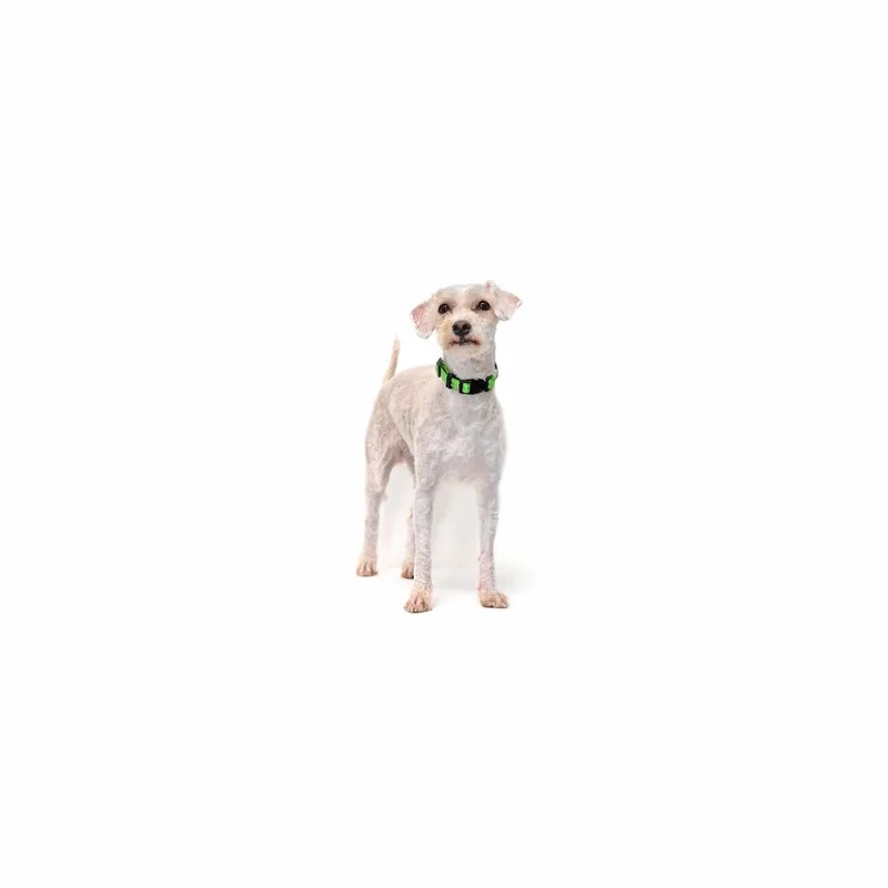A young small-sized female White / Cream Mixed Breed dog named Meadow for adoption in Playa Vista, CA