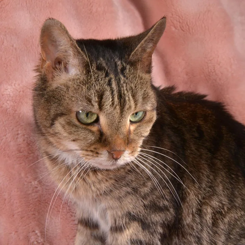 A senior medium-sized female Brown / Chocolate Domestic Short Hair cat named Pepper for adoption in Traverse City, MI