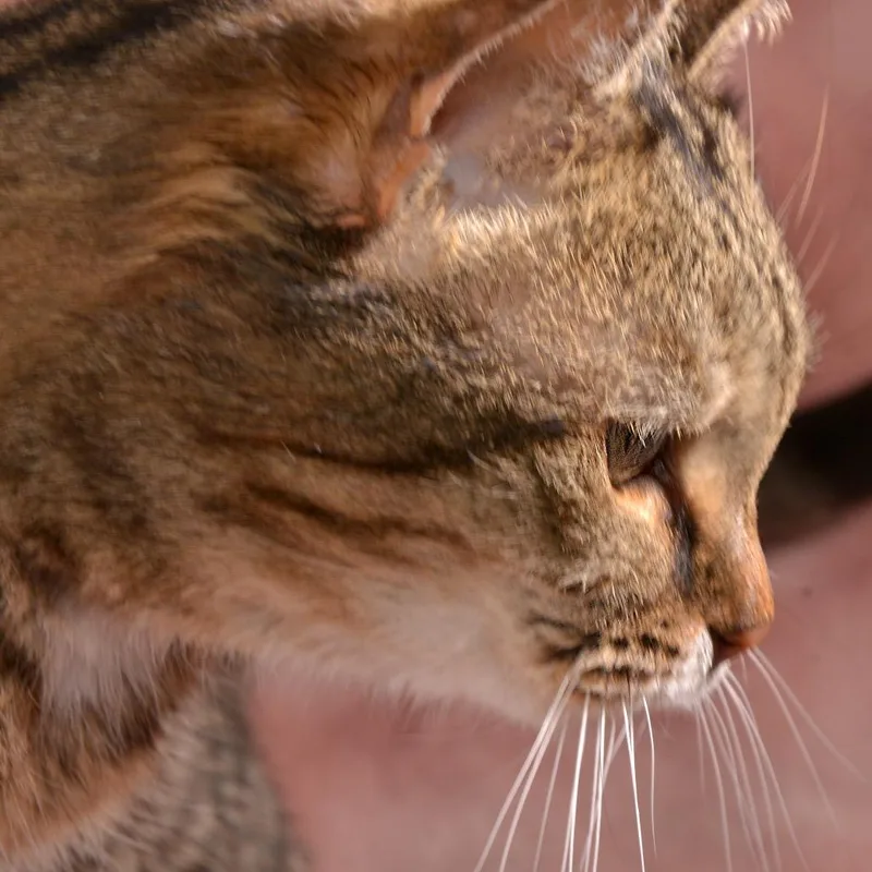 Pepper thumbnail 3