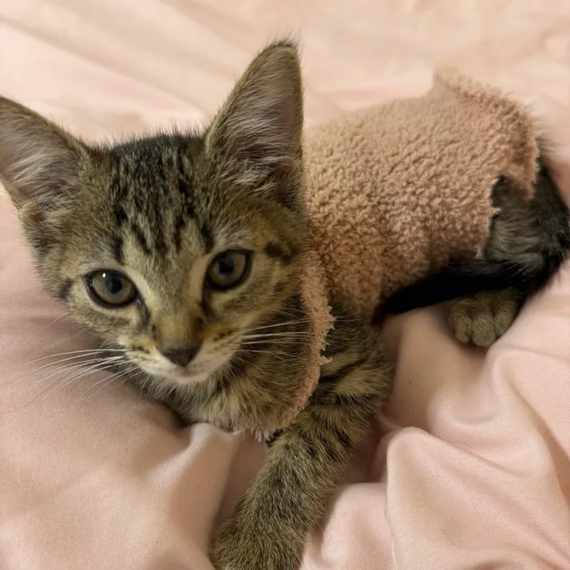 A baby small-sized female Gray / Blue / Silver Domestic Short Hair cat named Bubbles for adoption in West Palm Beach, FL