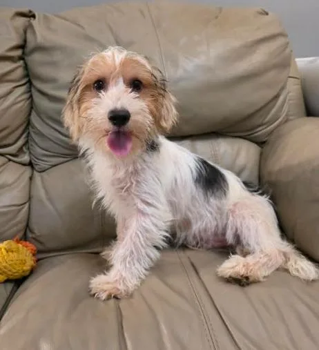 A baby small-sized male Tricolor (Brown, Black, & White) Petit Basset Griffon Vendeen dog named Walnut for adoption in Manvel, TX