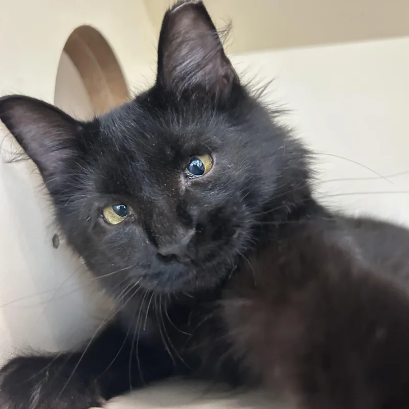 A young medium-sized female Black Domestic Long Hair cat named Hot Honey for adoption in Mokena, IL