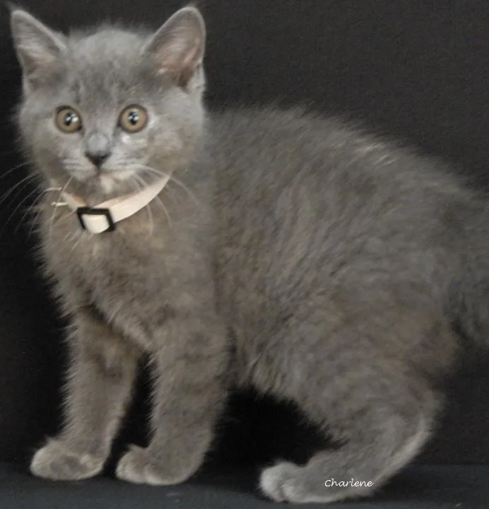 A young medium-sized female Blue Cream Domestic Short Hair cat named Snuggles for adoption in Newland, NC