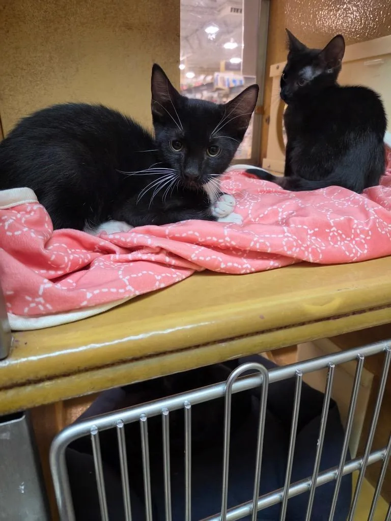 A baby medium-sized male Domestic Short Hair cat named Randy for adoption in Tampa, FL