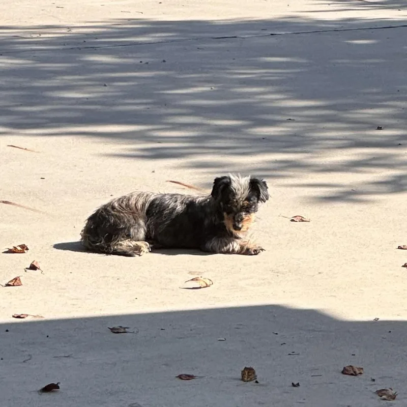 Mrs.shaggy thumbnail 2