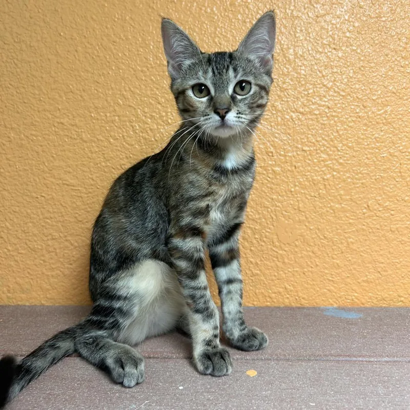 A baby small-sized female Brown / Chocolate Domestic Short Hair cat named Maddie for adoption in Fresno, CA