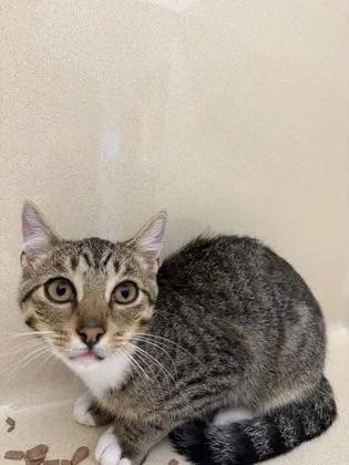 A baby small-sized male Domestic Short Hair cat named Boots for adoption in Pequot Lakes, MN