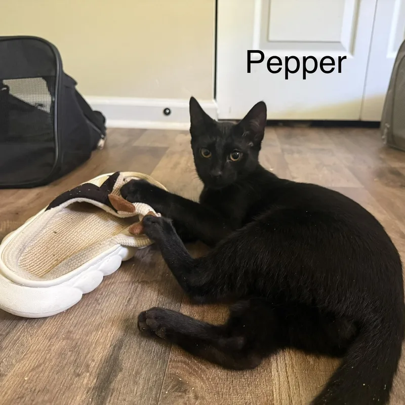 A baby medium-sized male Black Domestic Short Hair cat named Pepper for adoption in Beaufort, SC