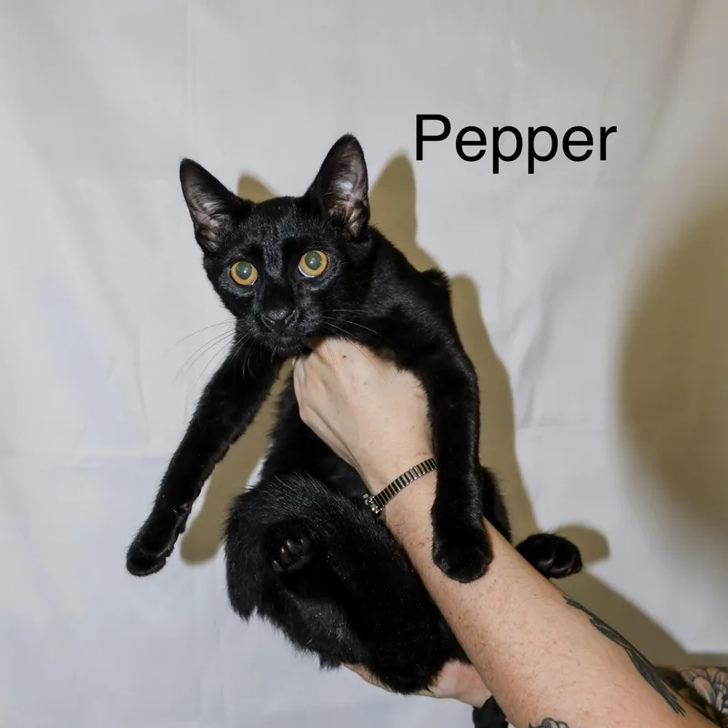 Pepper thumbnail 2