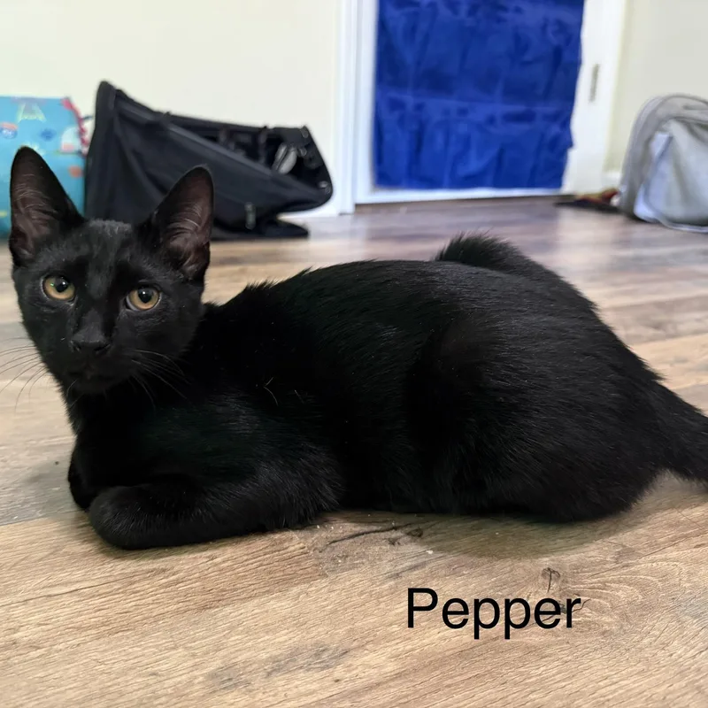 Pepper thumbnail 3