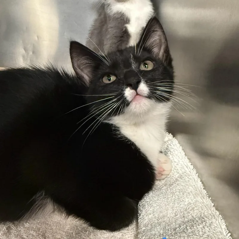An adult medium-sized female Black Domestic Short Hair cat named Dolly Purrton for adoption in Martinsville, VA