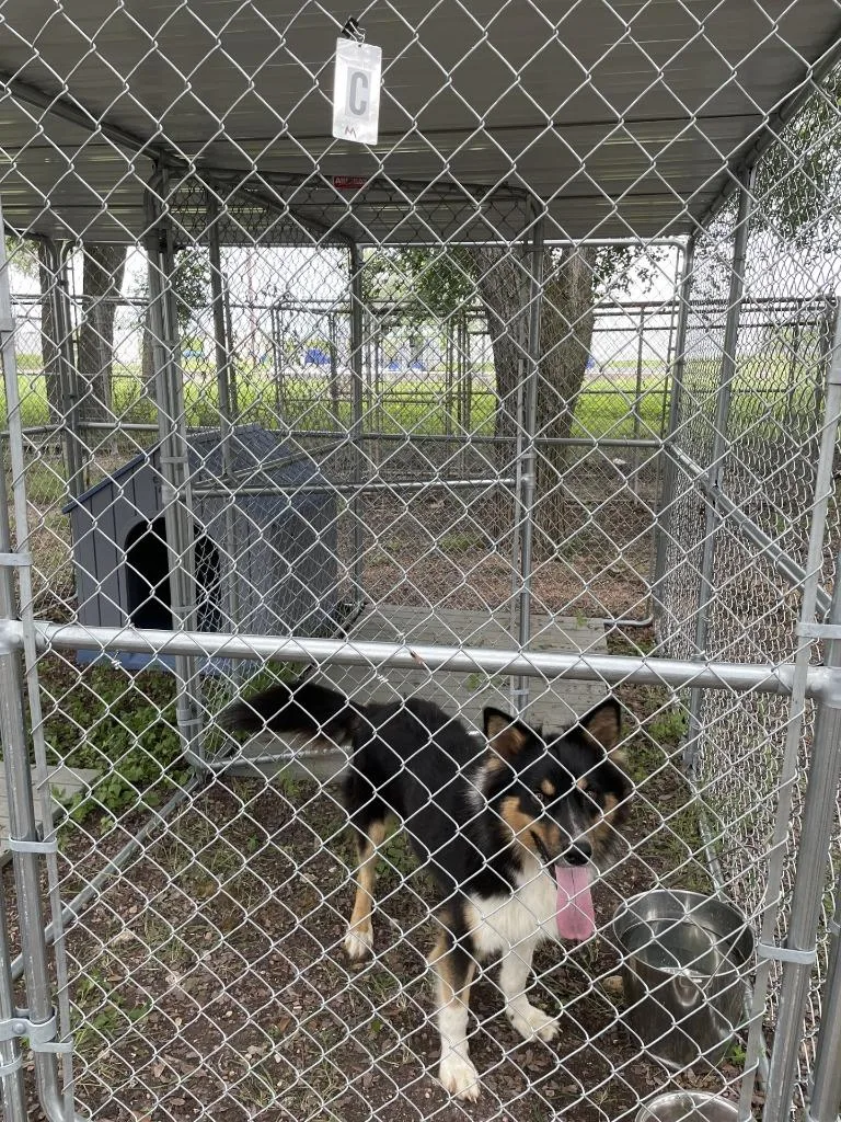 Fidler C Zoomie