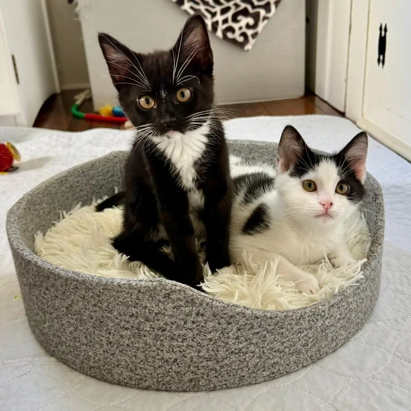 A baby small-sized male Domestic Short Hair cat named Mambo No. for adoption in Gibsonia, PA