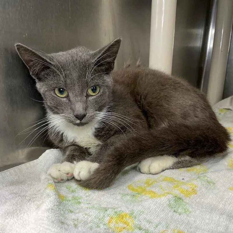 An adult medium-sized male Domestic Short Hair cat named Chancey for adoption in Roanoke, VA