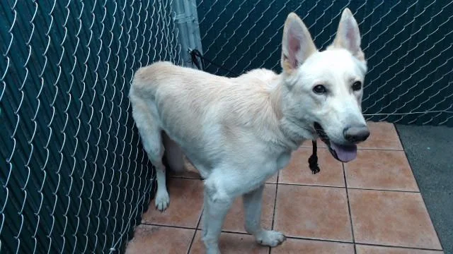 An adult medium-sized male German Shepherd Dog dog named Gandolph for adoption in Downey, CA