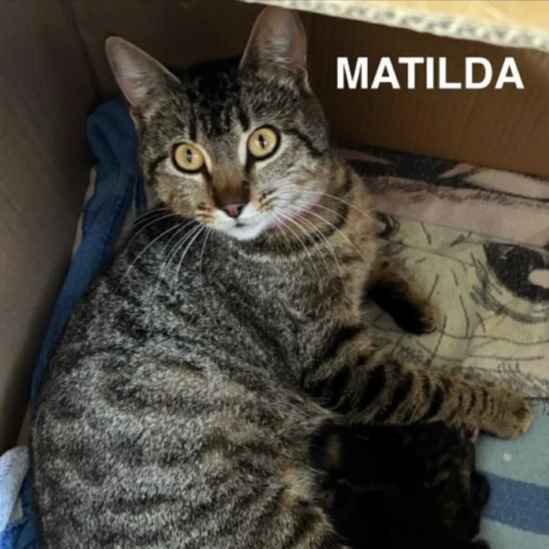 Matilda