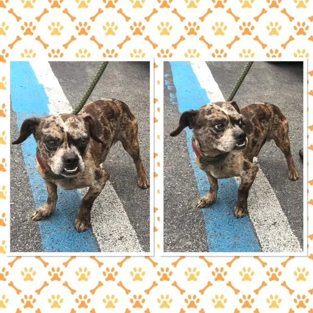 An adult small-sized male Merle (Blue) Boston Terrier dog named Grumpy for adoption in Buckhannon, WV