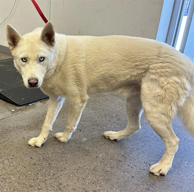 A young large-sized male Siberian Husky dog named Skittles for adoption in Mesa, AZ