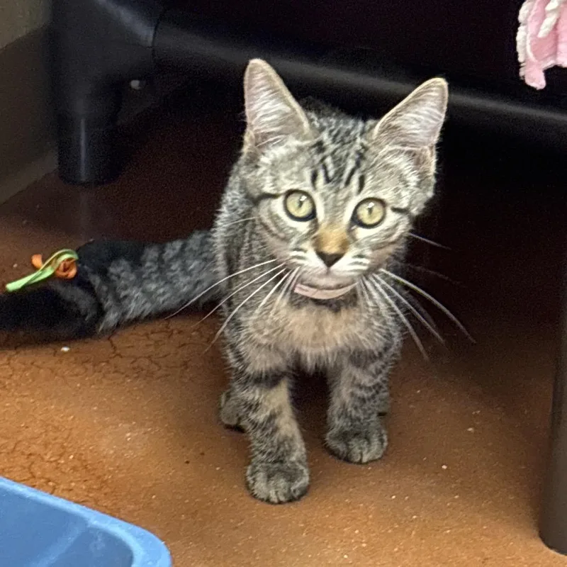 A baby small-sized female Black Domestic Short Hair cat named Billy Millie Bobby Brown for adoption in Santa Barbara, CA