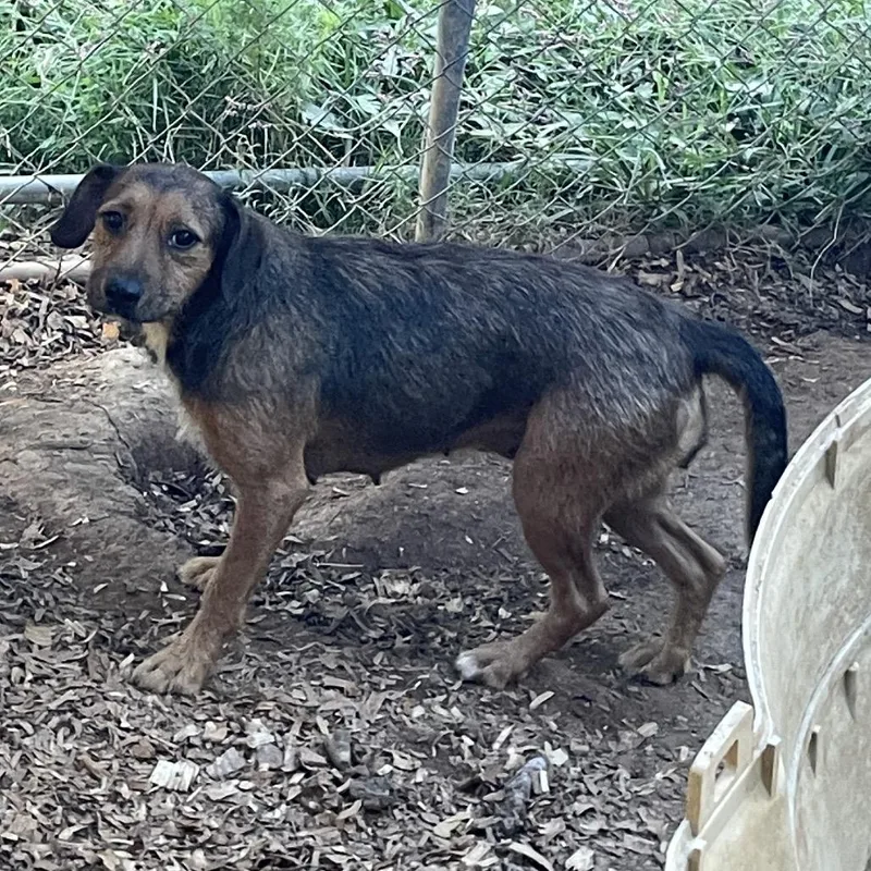 An adult small-sized female Brown / Chocolate Mixed Breed dog named Pip for adoption in Winston-Salem, NC