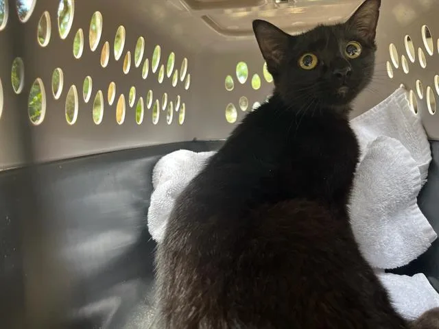 A young medium-sized female Domestic Short Hair cat named Karma for adoption in Fort Walton Beach, FL