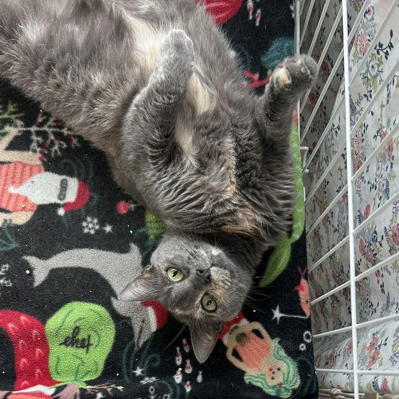 An adult medium-sized female Torbie Domestic Short Hair cat named Candace for adoption in Mokena, IL