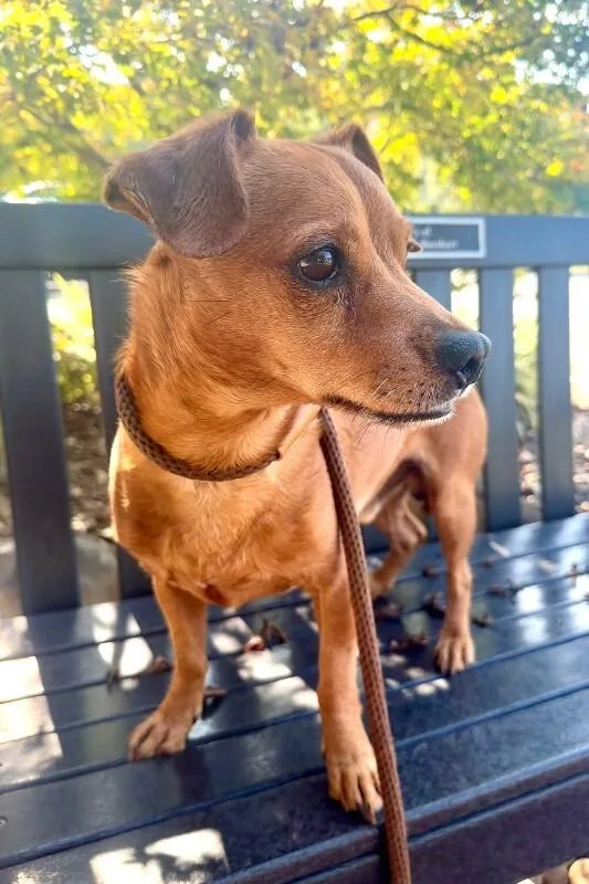 Odin