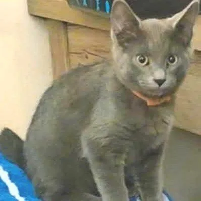 A baby small-sized male Gray / Blue / Silver Domestic Short Hair cat named Phil for adoption in Belleville, IL