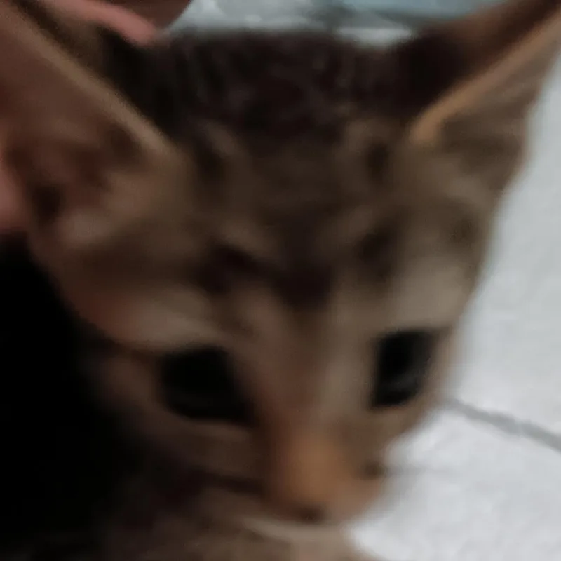 A baby small-sized male Brown / Chocolate Domestic Short Hair cat named Thor for adoption in Marion, IL