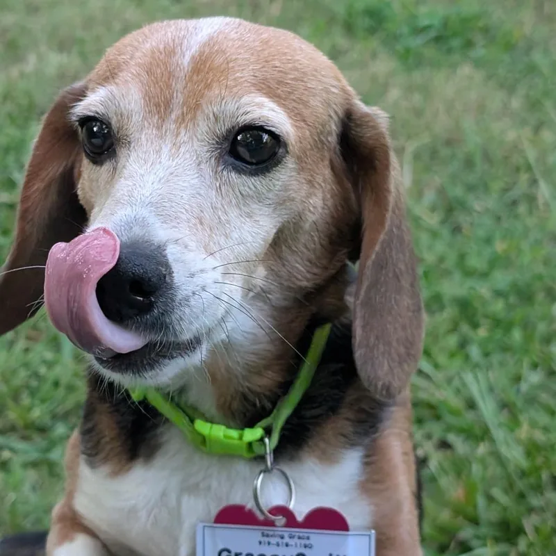 An adult small-sized female Black Beagle dog named Granny Smith for adoption in Wake Forest, NC
