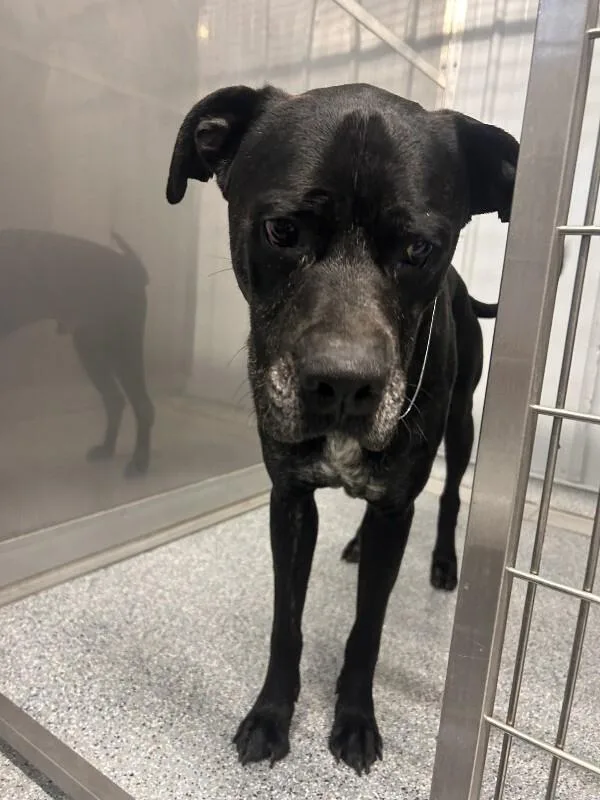 An adult medium-sized male Black Mixed Breed dog named Duke for adoption in bellefontaine, OH