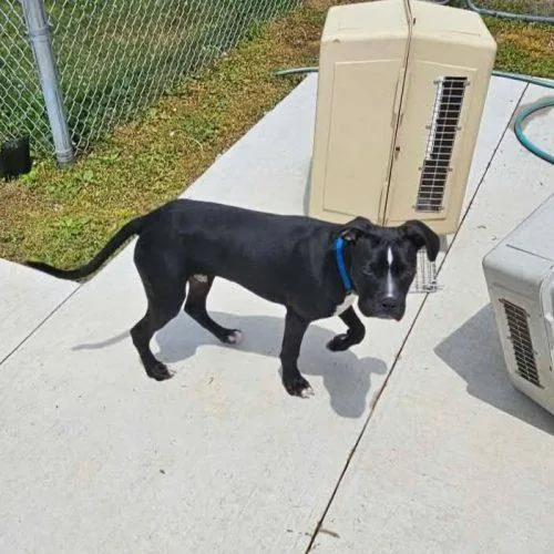 A young medium-sized male Black Mixed Breed dog named Walter for adoption in Elizabeth, IL