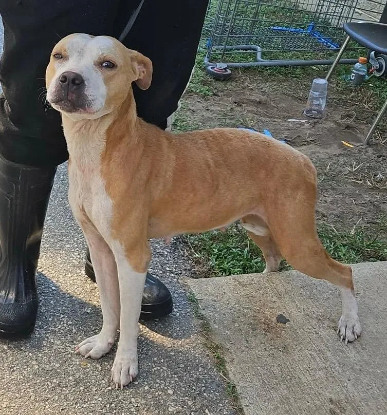 A young medium-sized female American Bulldog dog named Gelda for adoption in Albany, GA