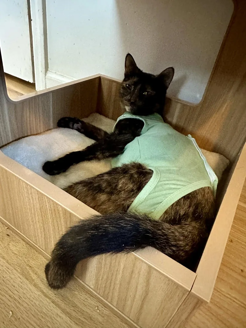 A young medium-sized female Domestic Short Hair cat named Gianna for adoption in Trenton, NJ