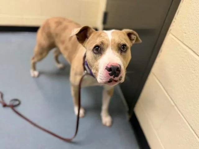 An adult large-sized female Pit Bull Terrier dog named Sweet Potato Casserole for adoption in Denver, CO