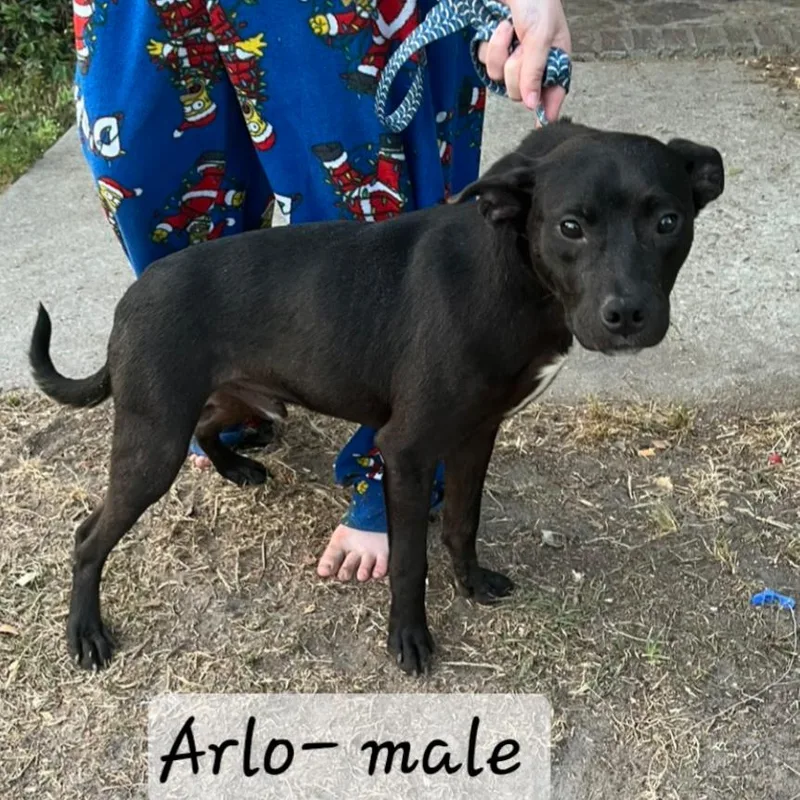 Arlo